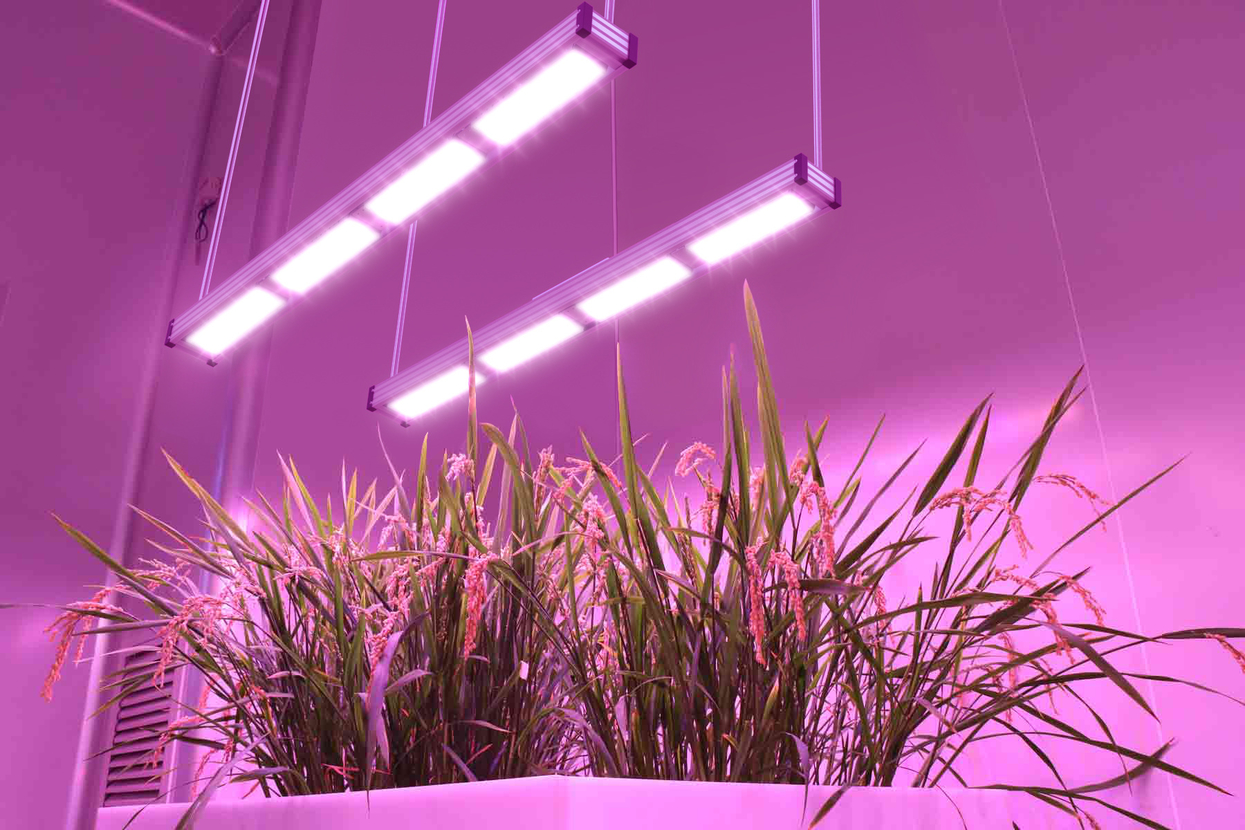 LED植物照明：短期受阻，未来可期